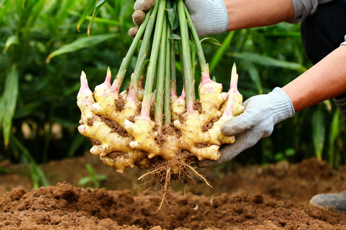 Ginger Root